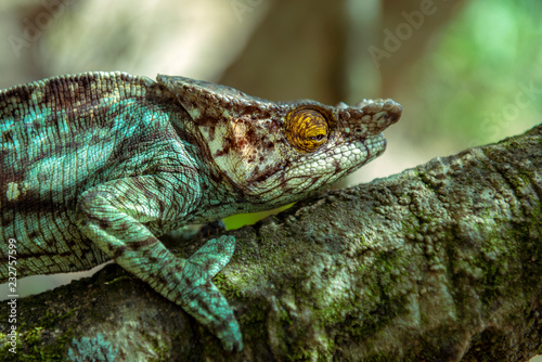 Fototapeta Naklejka Na Ścianę i Meble -  A chameleon species that is endemic to wild nature Madagascar