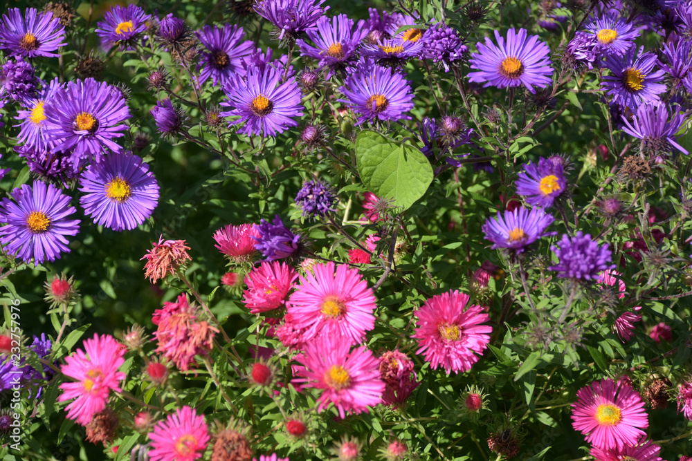 Colorful chrysanthemum flowers with tender petals and yellow center in the sunny garden Colorful chrysanthemum flowers with tender petals and yellow center in the sunny garden
