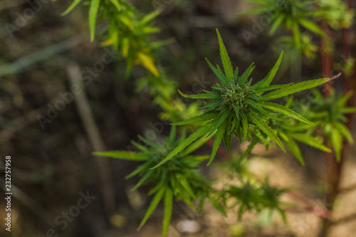 soft focus outside floral concept of cannabis green plant grow up in some agrarian wild space in south district of Earth 