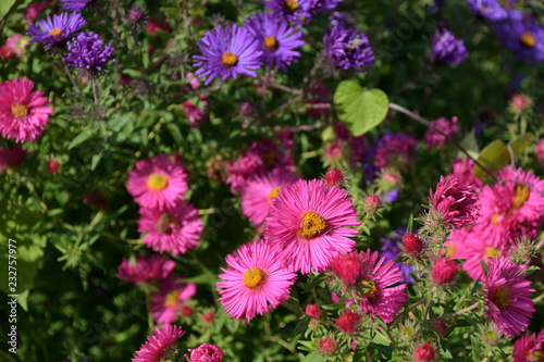 Pink and violet vivid beautiful chrysanthemum flowers at the autumn flower bed with sunlight and selective focus