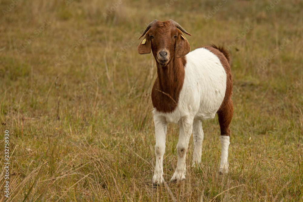 Obraz premium Burenziege