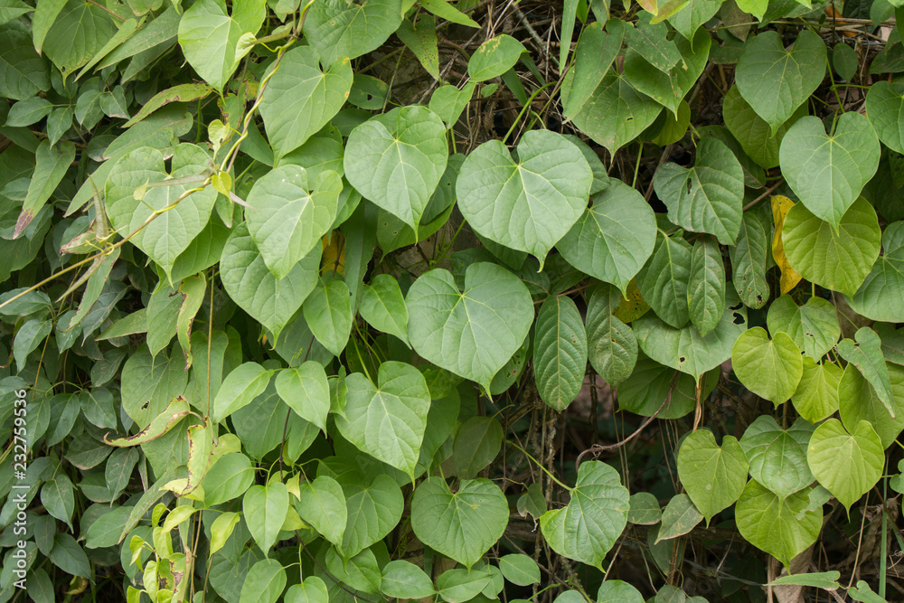 Fototapeta premium Green leaf in garden
