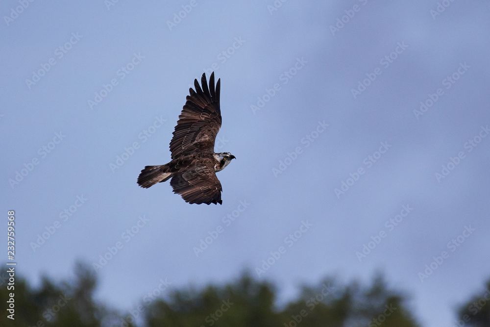 Obraz premium Osprey (Pandion haliaetus)