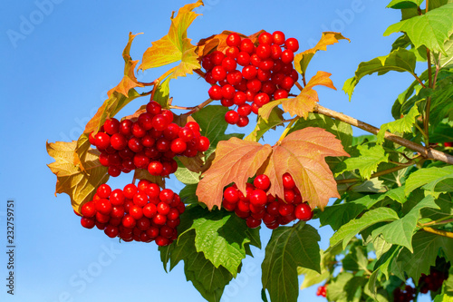 Bright red bunches of viburnum berries photo