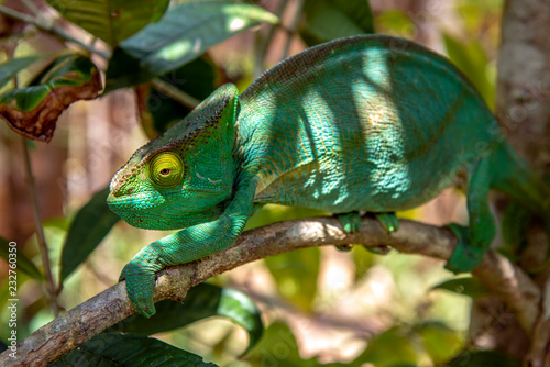 A chameleon species that is endemic to wild nature Madagascar