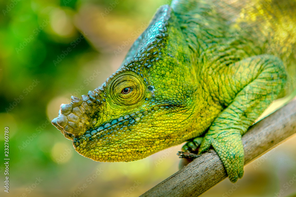 A chameleon species that is endemic to wild nature Madagascar A chameleon species that is endemic to wild nature Madagascar