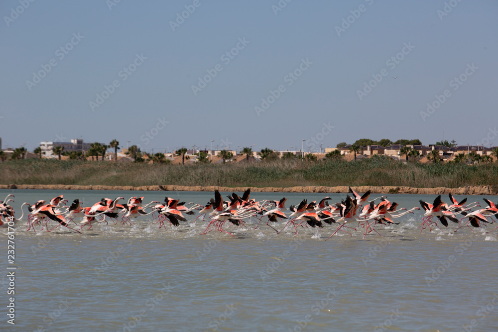 Obraz premium Flamencos en el delta del ebro