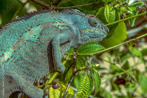 A chameleon species that is endemic to wild nature Madagascar