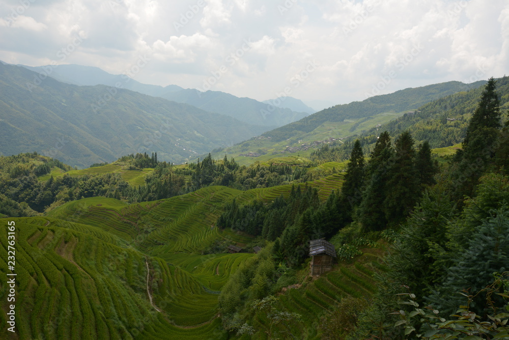 Views of green terraced fields, (Dragon's Backbone) China