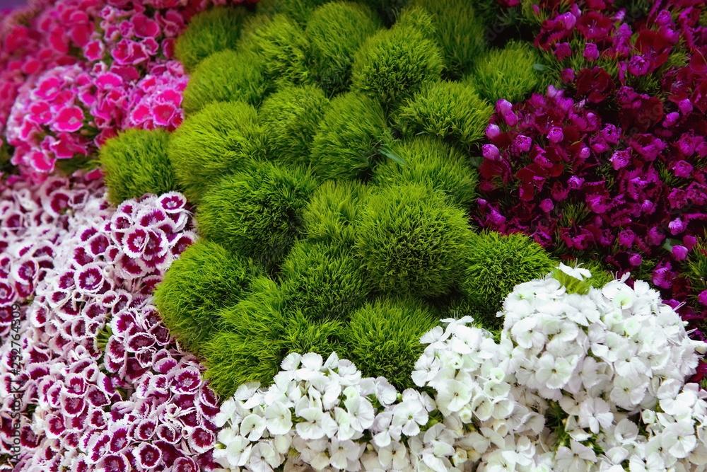 Carnations of pink, green and multi-colors of modern varieties in a ...