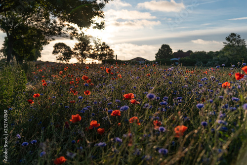 Mohnfeld im Sonnenaufgang