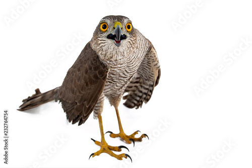 Birds of prey - Eurasian Sparrowhawk (Accipiter nisus) female. Isolated on white photo