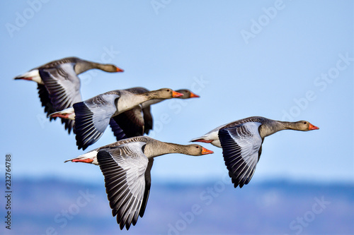Fototapeta Greylag goose squadron