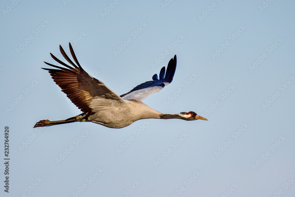 Obraz premium Eurasian crane