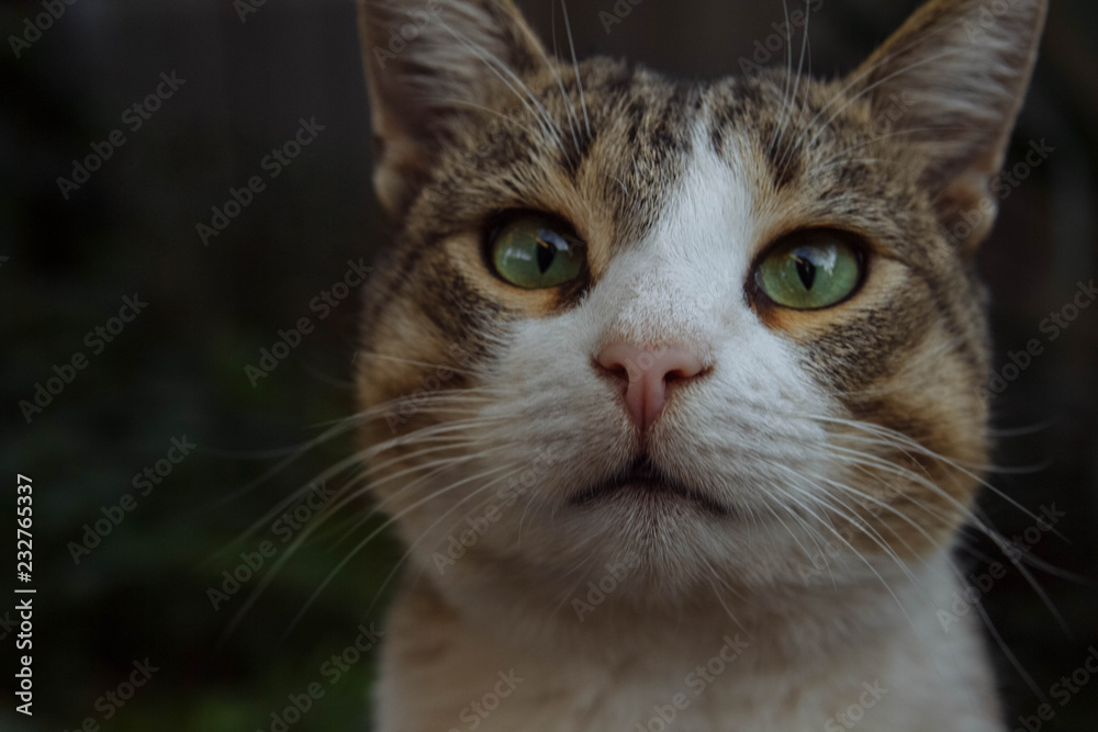 Portrait of a curious cat with green eyes close-up on a blurry background with green plants, pet concept, care, feeding and treatment