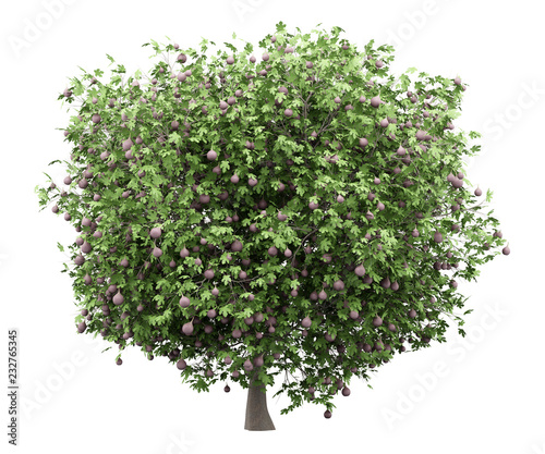common fig tree with figs isolated on white background