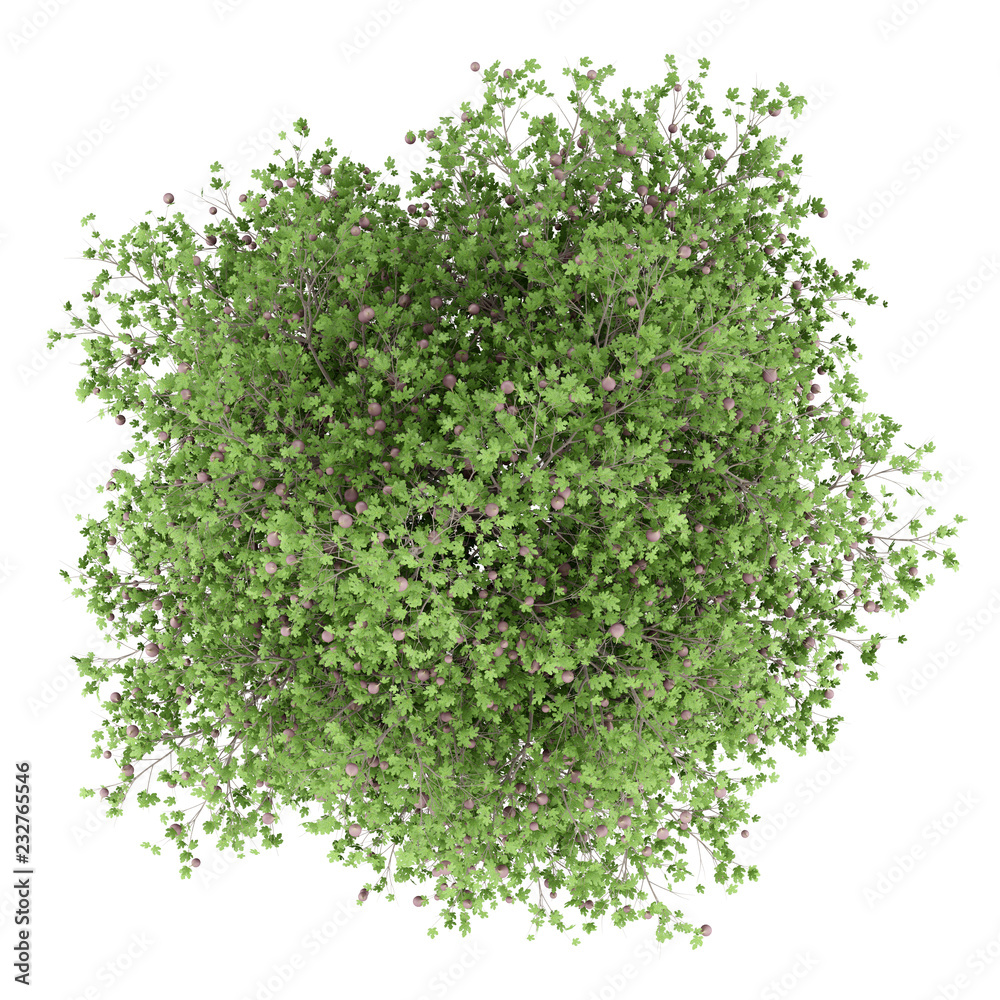 common fig tree with figs isolated on white background. top view