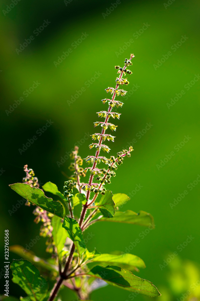 Holy basil and flower on green background
