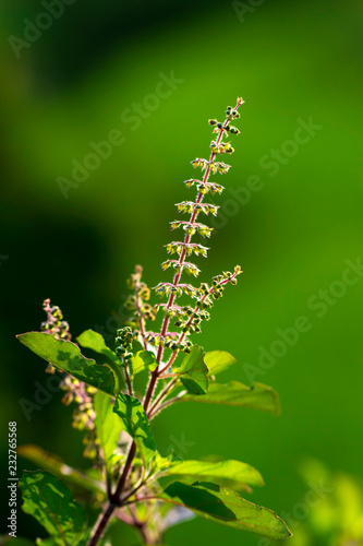 Holy basil and flower on green background
