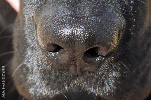 Detail of black Labrador retriever dog muzzle.