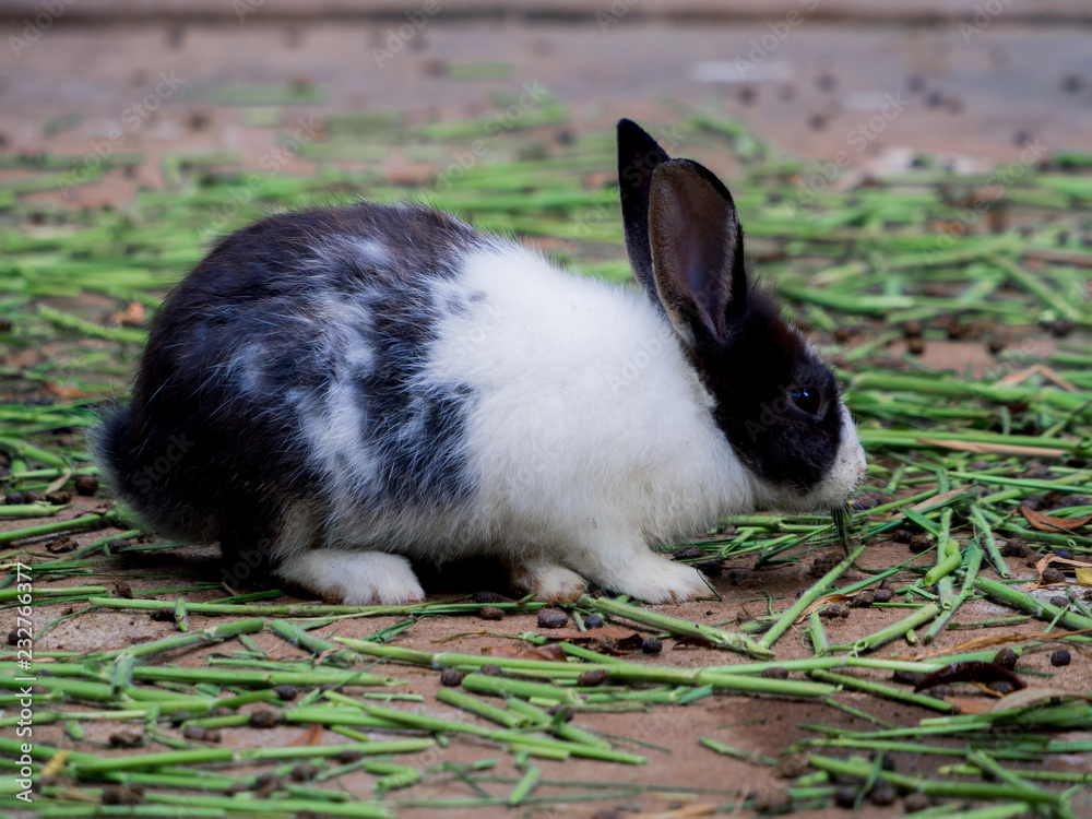 Obraz premium Cute rabbits are fun to eat with care. Rabbit-raising ideas cause relaxation