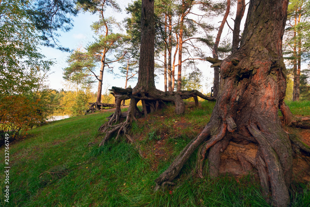 Pine trees with visible roots in the forest on the slope. Pine trees with visible roots in the forest on the slope.