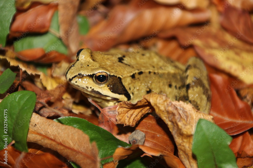 Obraz premium Perfekt getarnt - ein Laubfrosch