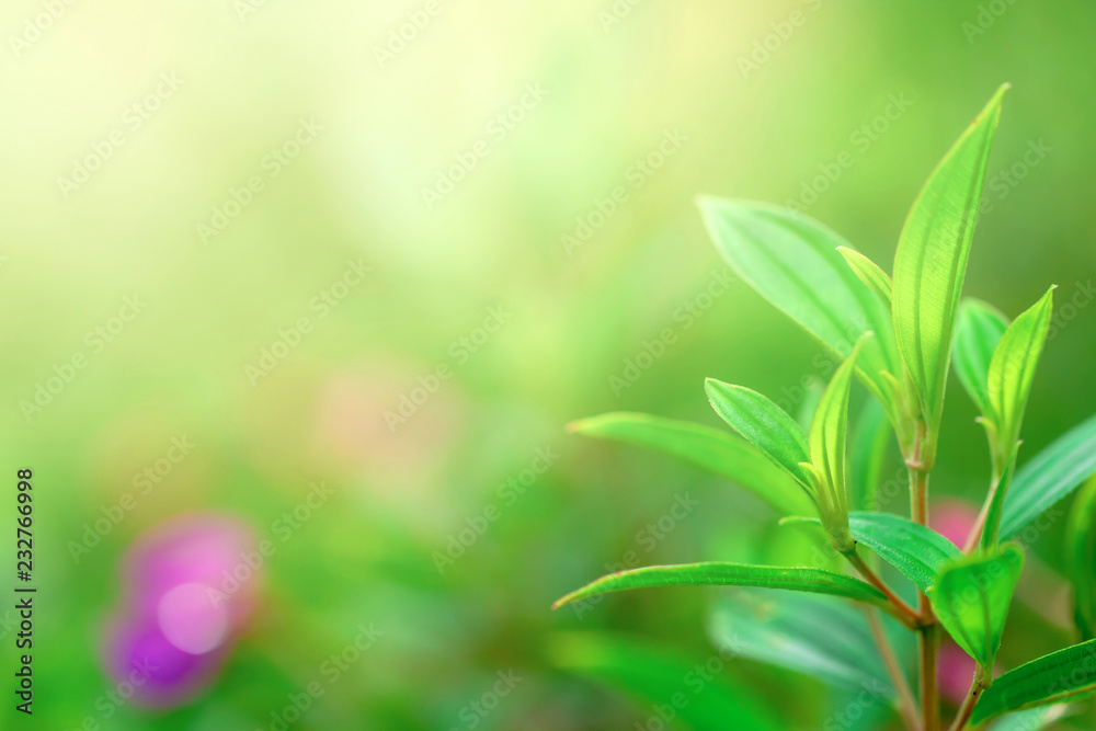 Green leaves with lighting Green leaves with lighting