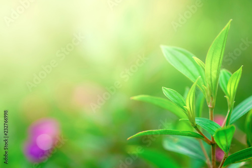 Green leaves with lighting