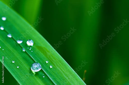 Rain drops on