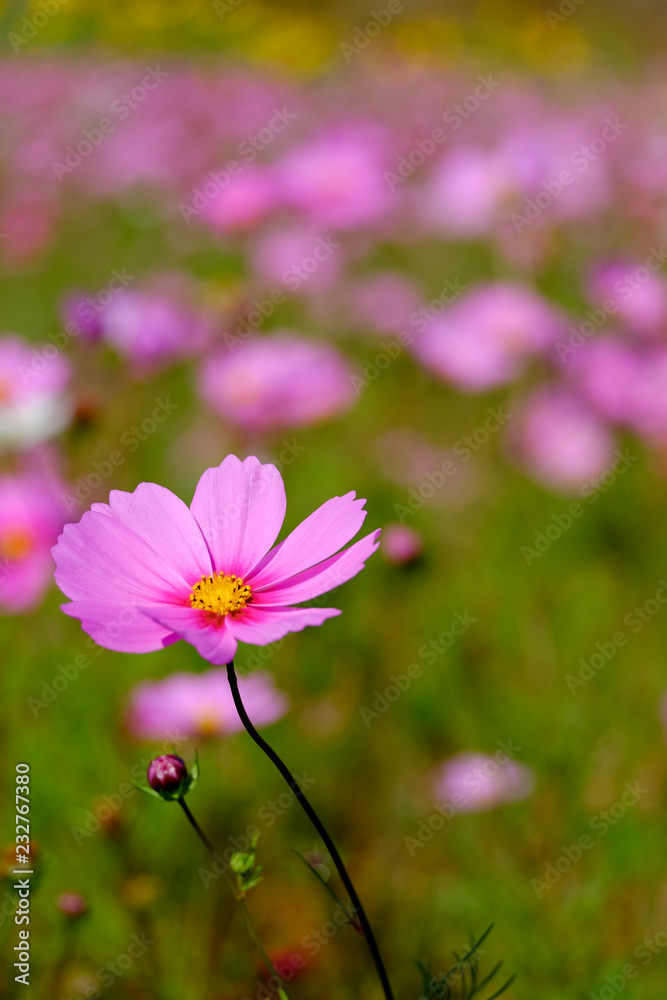 Fototapeta premium ピンクのコスモス