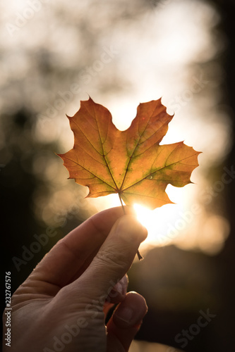 automne saison feuille couleur érable lumière arbre main ramasser ballade forêt automnal
