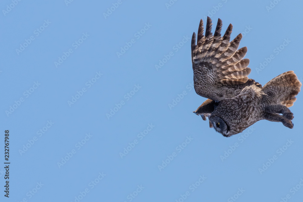 Fototapeta premium Great Grey Owl Flying