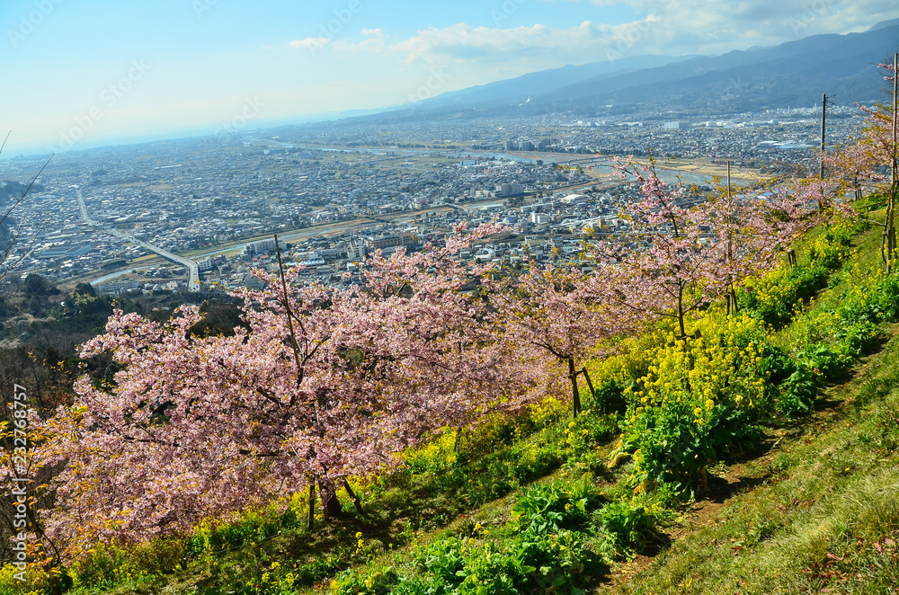 日本の神奈川県 松田町の松田山から見た絶景 満開の河津桜と菜の花 Foto De Stock Adobe Stock