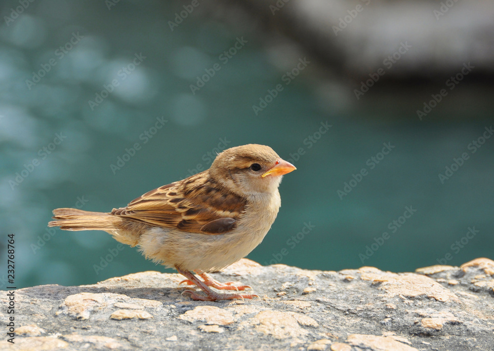 Bird on the stone