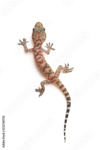 Mediterranean house gecko (Hemidactylus turcicus) on white