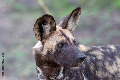 African wild dog, Lycan pictus, portrait