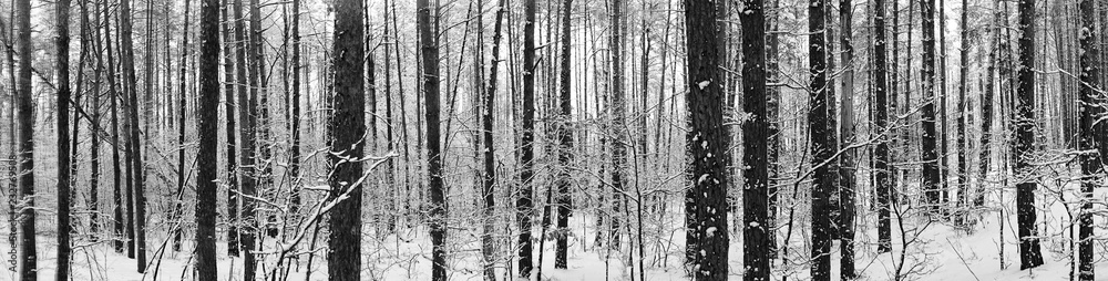 Fototapeta premium Winter background. Black and white many winter graphic identical trees.