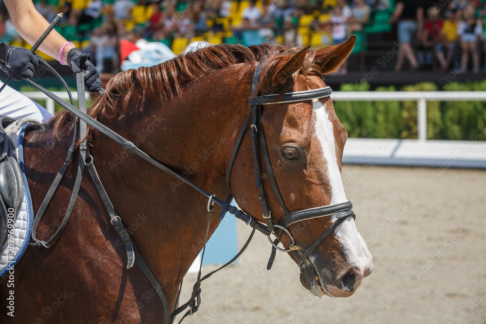 Horseman rides on the chestnut horse close up against the background of the stands with spectators Horseman rides on the chestnut horse close up against the background of the stands with spectators