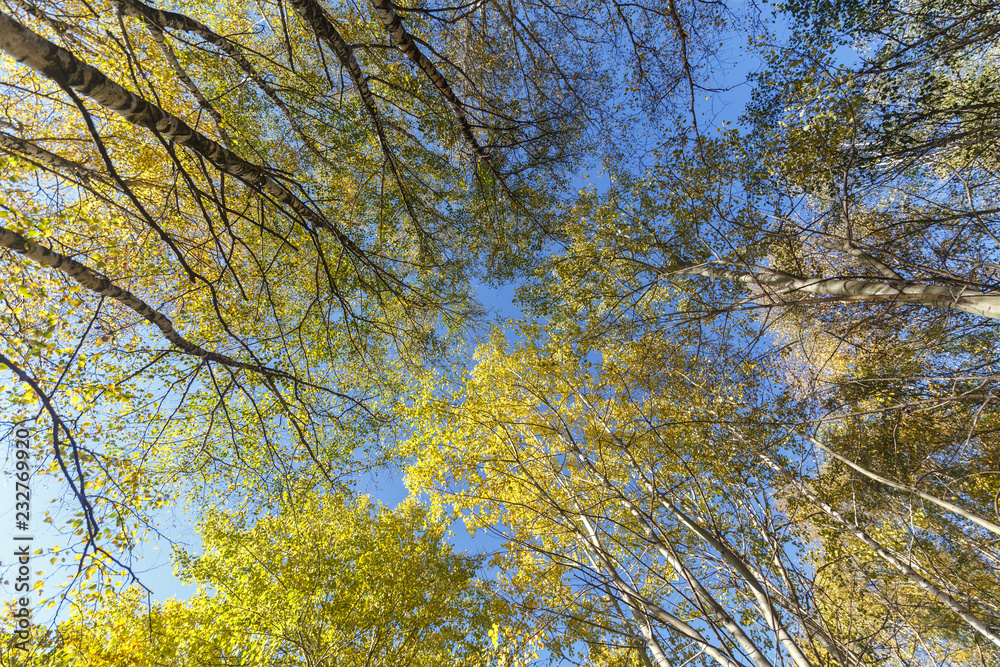 Crowns of high birches on an autumn sunny day as a background or backdrop. Bottom view