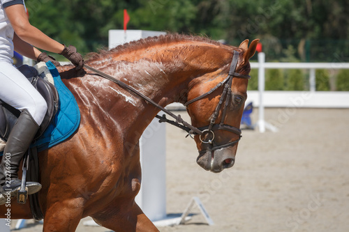 Horseman rides on the chestnut horse rides on a hippodrome close-up