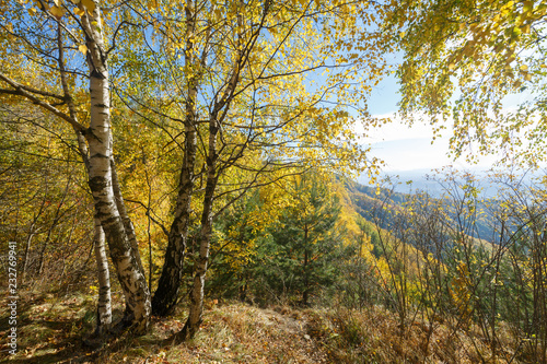 Fototapeta Naklejka Na Ścianę i Meble -  Birch trees with yellow leaves grow on the edge of a cliff. Landscape as an example of Russian autumn