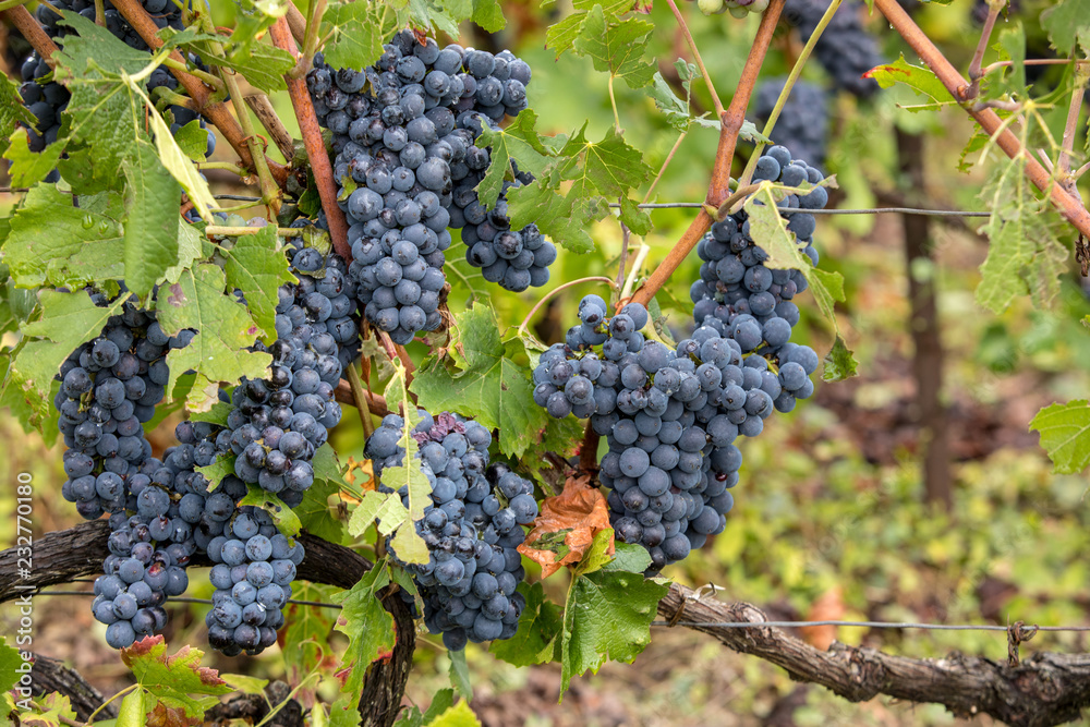 Champagne vineyards in the Cote des Bar area of the Aube department. France