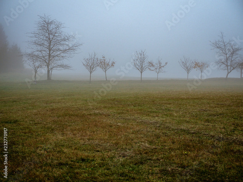 Silhoulette of trees in foggy autumn.