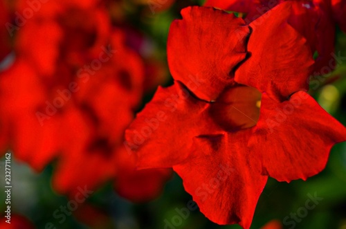 close up of a red flower in the garden