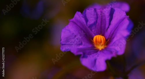 close up of a purple flower in the garden