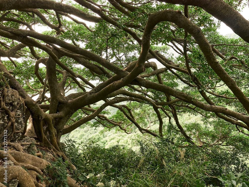 Tree of Life in Jungle, right side branches Tree of Life in Jungle, right side branches