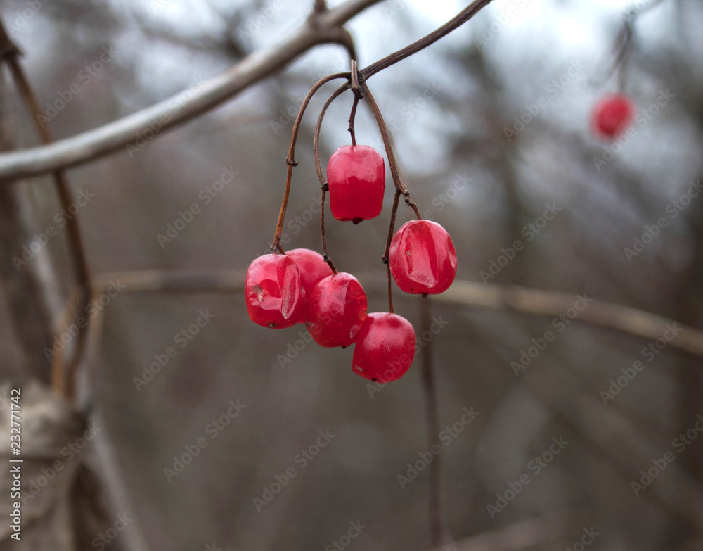 red berry red berry