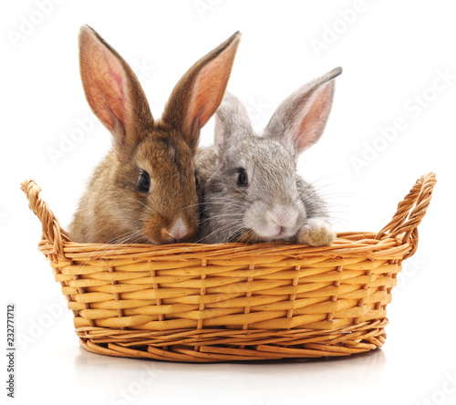 Two rabbits in a basket.