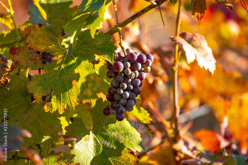 Grapes in Vineyard at sunset in autumn colours